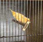 Kanaries, Dieren en Toebehoren, Mannelijk, Zangkanarie