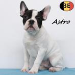 Astro & Armani, Franse Bulldog reutjes - Belgische pups, Dieren en Toebehoren, België, 15 weken tot 1 jaar, CDV (hondenziekte)