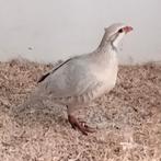 Rode patrijs ,wit imitatie, Mannelijk, Overige soorten