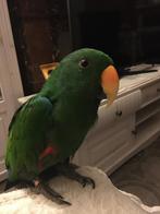 Perroquet eclectus male 8 ans, Enlèvement, Neuf, Autres types