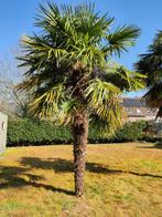Winterharde palmboom, Ophalen, Volle zon, Palmboom, 250 tot 400 cm