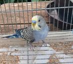 Jonge grasparkieten, Dieren en Toebehoren, Vogels | Parkieten en Papegaaien, Meerdere dieren, Parkiet