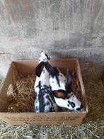 Twee vlinders voedsters 12 weken 20 koppel, Dieren en Toebehoren, Konijnen