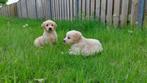 Golden retriever pups, CDV (hondenziekte), Meerdere, Golden retriever, 8 tot 15 weken