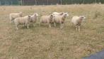 schapen, Dieren en Toebehoren, Schapen, Geiten en Varkens
