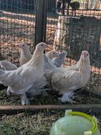 Ukkkelse baardkriel, Dieren en Toebehoren, Pluimvee