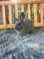 TER ADOPTIE voedster, Dieren en Toebehoren, Vrouwelijk, Middelgroot, 0 tot 2 jaar