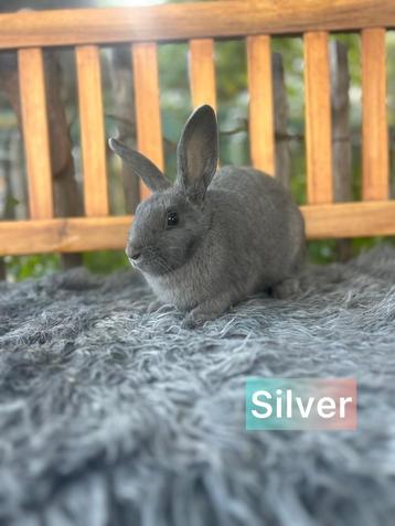 TER ADOPTIE voedster beschikbaar voor biedingen