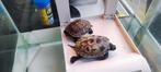 Water schildpadden met bak lamp, Animaux & Accessoires, Reptiles & Amphibiens