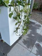 Plantenbak, Tuin en Terras, Ophalen, Zo goed als nieuw