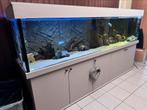 Aquarium met cichliden, Dieren en Toebehoren, Ophalen, Zo goed als nieuw