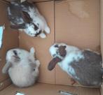 Lieve konijntjes, Dieren en Toebehoren, Konijnen, Klein, 0 tot 2 jaar