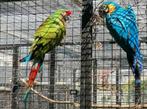Prachtig koppel blauwgele ara man x soldaten ara pop (2023), Meerdere dieren, Papegaai, Geringd