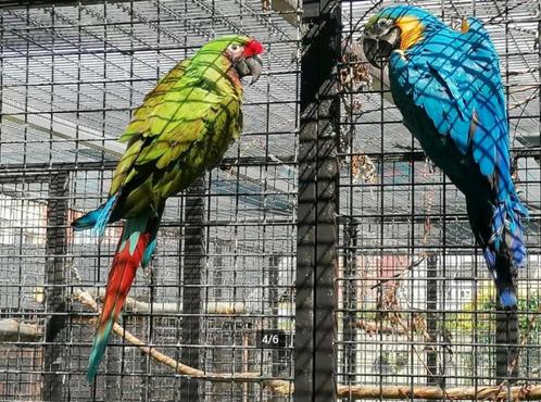 Prachtig koppel blauwgele ara man x soldaten ara pop (2023), Dieren en Toebehoren, Vogels | Parkieten en Papegaaien, Papegaai
