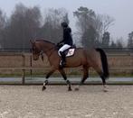 10-Jarige Lieve Allrounder Ruin, Dieren en Toebehoren, Paarden, Ruin, 170 tot 175 cm, L, Ontwormd