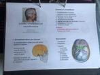 Slides practica neurowetenschappen Van Loon, Ophalen of Verzenden, Nieuw