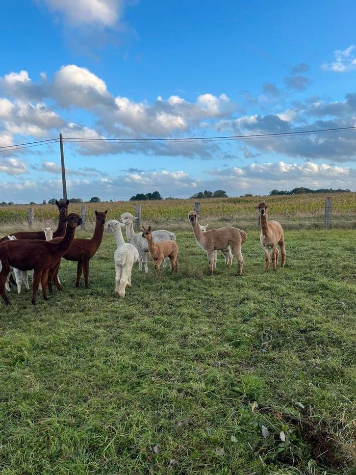 Drachtige alpacas, Dieren en Toebehoren, Stalling en Weidegang