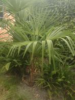 Palmboom tracycarpus, Tuin en Terras, Bloembollen en Zaden, Ophalen