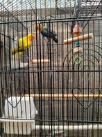 Koppel agapornis, Dieren en Toebehoren, Vogels | Parkieten en Papegaaien