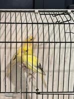 Canaris., Animaux & Accessoires, Oiseaux | Cages & Volières, Enlèvement ou Envoi
