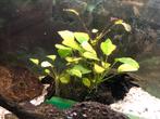 Aquariumplant - Anubia Barteri, Dieren en Toebehoren, Ophalen, Gebruikt, Plant(en), Steen of Hout