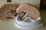 Erler Zimmer anatomische model hersenen, Ophalen of Verzenden