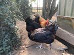 Foktoom marans, Dieren en Toebehoren