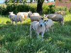 Livre généalogique d'un an : brebis Texel, Mouton, Femelle, 0 à 2 ans