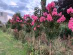 Lagerstroemia meerstammig of boompjes vele kleuren en maten, Ophalen, Hortensia