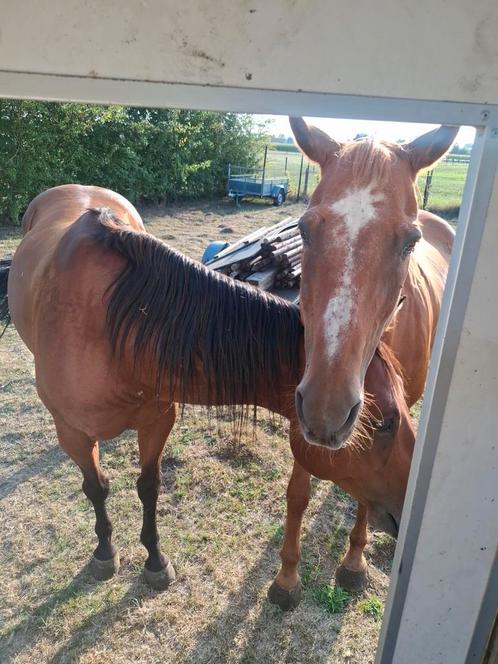 Weide te Meerhout gezocht., Dieren en Toebehoren, Paarden