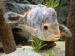 Hybride amerikaanse cichlide, Dieren en Toebehoren, Zoetwatervis