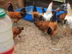 vorwork kippen te koop, Meerdere dieren, Kip