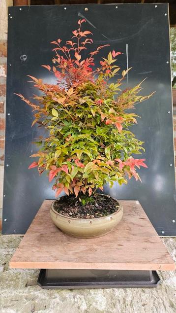 Nandina voor Bonsai accent beschikbaar voor biedingen