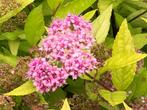 Spierstruik/ Spirea japonica, Tuin en Terras, Ophalen