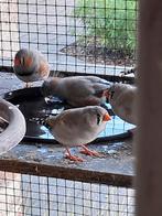 Zebravinkjes mogen weg., Dieren en Toebehoren, Vogels | Overige Vogels