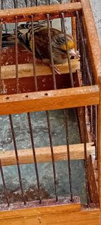 Metis chardonneret male, Animaux & Accessoires, Oiseaux | Canaris, Mâle