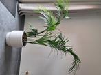 Kamerplant, Huis en Inrichting, Kamerplanten, Ophalen, Palm, Halfschaduw, In pot