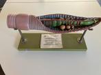 Model leermiddel regenworm biologie / somso, Ophalen