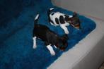 jack russell pups, Dieren en Toebehoren, Honden | Jack Russells en Terriërs, België, Fokker | Hobbymatig, Jack Russell Terriër