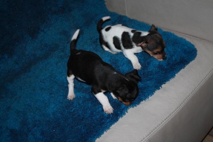 jack russell pups, Animaux & Accessoires, Chiens | Jack Russell & Terriers, Jack Russel Terrier, Éleveur | Loisir, Plusieurs, Belgique
