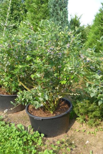 grote blauwe bessen in grote pot beschikbaar voor biedingen