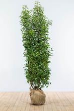 Prunus lusitanica 175/200, Jardin & Terrasse, Plantes | Arbustes & Haies, 100 à 250 cm, Laurier, Enlèvement, Haie