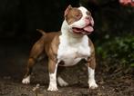 AMERICAN BULLY DEK REUEN.  !! Niet Te Koop !!, België, Reu, 1 tot 2 jaar, CDV (hondenziekte)