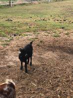 Dwerggeitje mieke te koop, Dieren en Toebehoren, Vrouwelijk, Geit, 0 tot 2 jaar