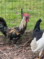 Prachtige ayam cemani / Araucana haan, Dieren en Toebehoren, Pluimvee, Mannelijk, Kip