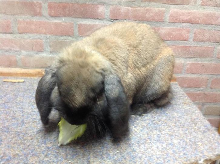Franse Hangoor Konijnen, Dieren en Toebehoren, Konijnen, Hangoor