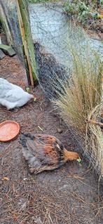 kuikens brahma groothoenders, Animaux & Accessoires, Volatiles