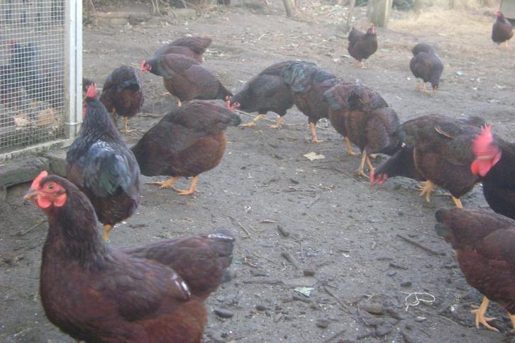Broedeieren Rhode Island Kriel, Animaux & Accessoires, Volatiles, Poule ou poulet, Sexe inconnu
