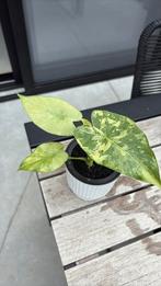 Alicasia Gageana Mint Variegata, Ophalen