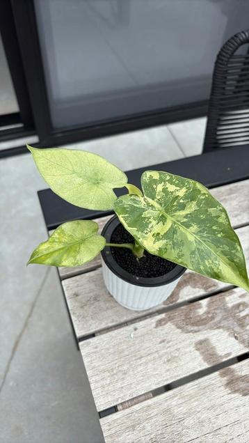 Alicasia Gageana Mint Variegata, Enlèvement